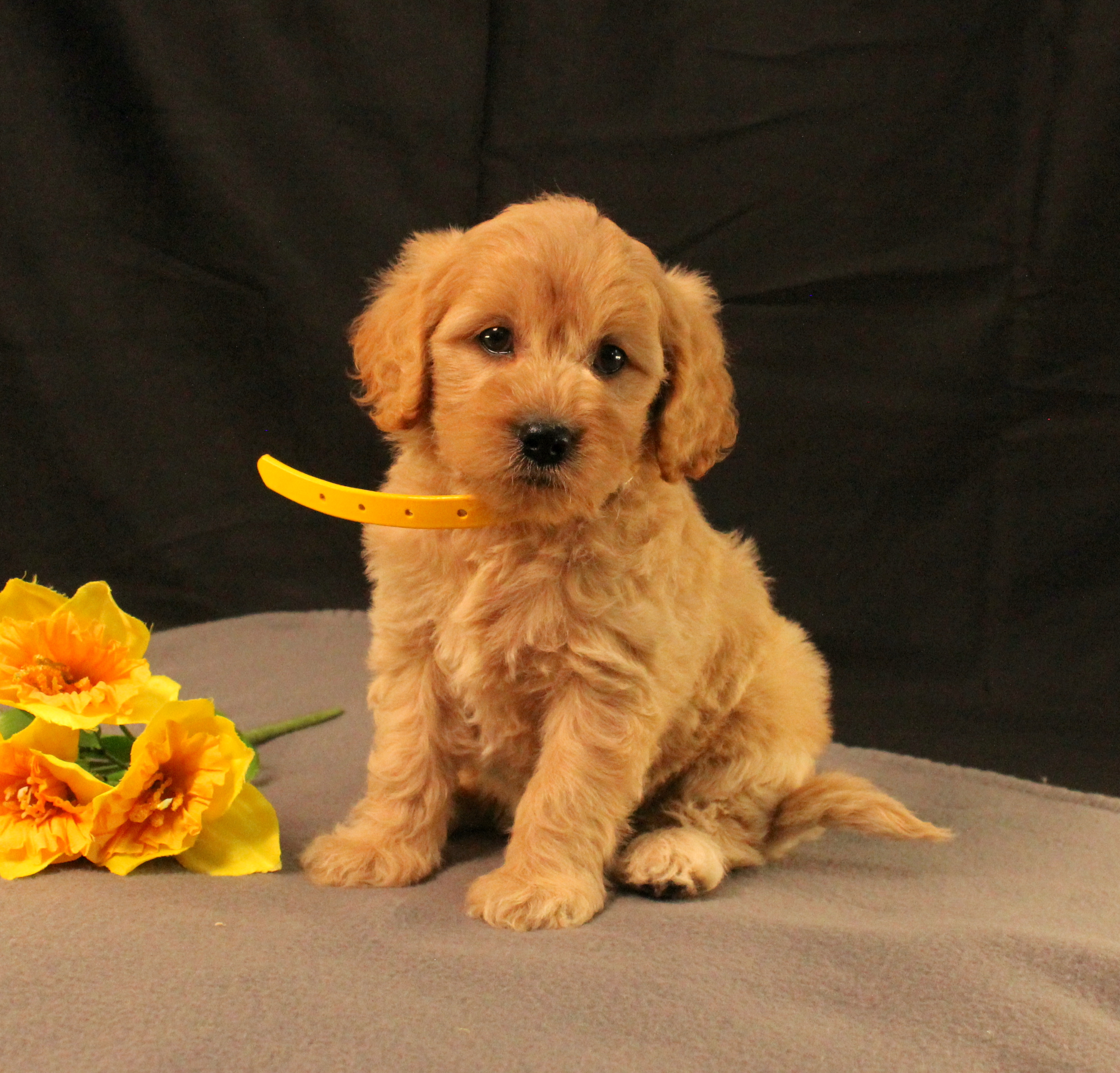 puppy, for, sale, Mini Goldencavadoodles, Ivan J. Stoltzfus, dog, breeder, Dornsife, PA, dog-breeder, puppy-for-sale, forsale, nearby, find, puppyfind, locator, puppylocator, aca